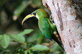 Image Category. Tukane