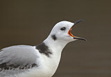 Image Category. Möwen