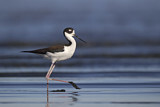 Image Category. Black-necked Stilt