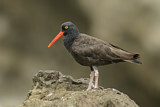 Image Category. Black Oystercatcher