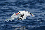Image Category. Tropikvögel