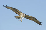 Image Category. Fischadler