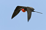 Image Category. Fregattvögel