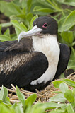 Image Category. Fregattvögel