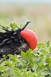 Image Category. Fregattvögel