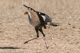 Image Category. Sekretär