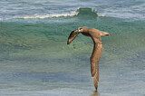 Image Category. Black-footed Albatross