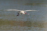 Image Category. Ibisse und Löffler