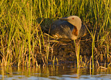 Image Category. Seetaucher