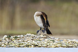 Image Category. Kormorane