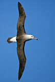 Image Category. Schwarzbrauenalbatros