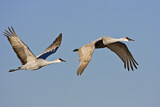 Image Category. Cranes