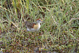 Image Category. Zwergblatthühnchen