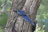 Image Category. Baumhopfe