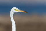 Image Category. Reiher und Dommeln
