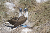 Image Category. Tölpel