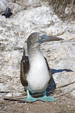 Image Category. Tölpel