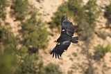 Image Category. Neuweltgeier