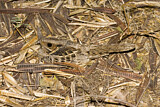 Image Category. Nachtschwalben