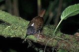 Image Category. Ameisenvögel