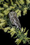 Image Category. Eigentliche Eulen