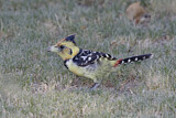 Image Category. African Barbets