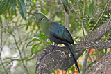 Image Category. Helmturako