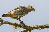 Image Category. Tityras und Bekarden