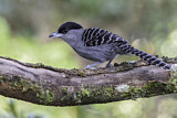 Image Category. Ameisenvögel