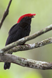Image Category. Schnurrvögel
