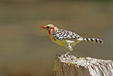 Image Category. Afrikanische Bartvögel