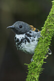 Image Category. Ameisenvögel