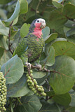 Image Category. Papageien