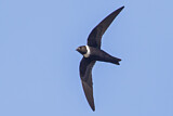 Image Category. Segler