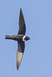Image Category. Swifts