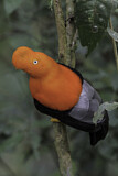 Image Category. Schmuckvögel