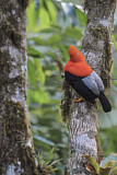 Image Category. Schmuckvögel