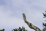 Image Category. Tagschläfer
