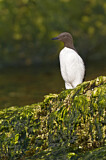 Image Category. Alkenvögel