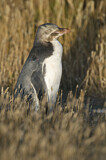 Image Category. Yellow-eyed Penguin