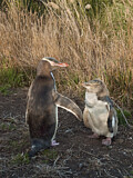Image Category. Gelbaugenpinguin