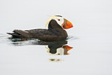 Image Category. Alkenvögel
