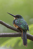 Image Category. Glanzvögel