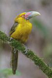 Image Category. Tukane