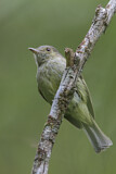 Image Category. Schnurrvögel