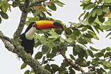 Image Category. Tukane
