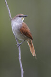 Image Category. Töpfervögel