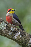 Image Category. Spechte