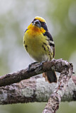 Image Category. New World Barbets