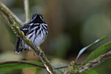 Image Category. Ameisenvögel